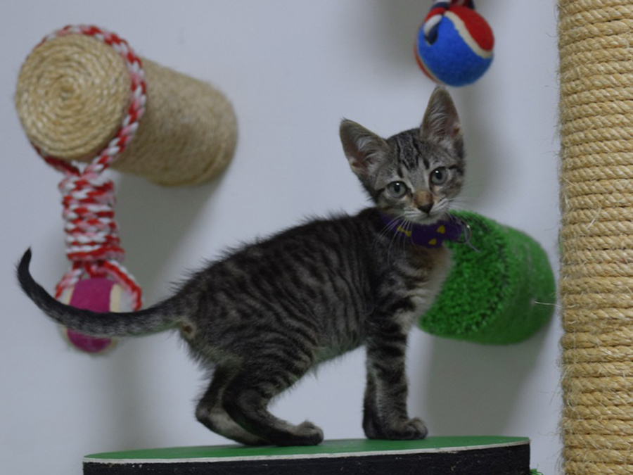 Chat dans sa Room privée au Petzy Hôtel Casablanca