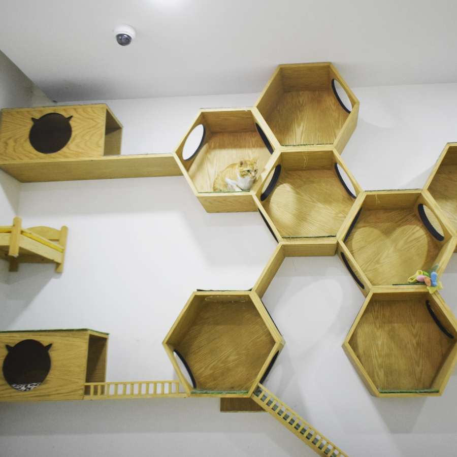 Chats jouant dans la Playroom du Petzy Hôtel Casablanca