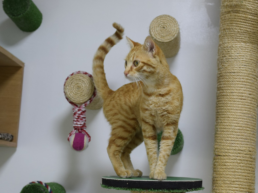 Chat dans sa Room privée au Petzy Hôtel Casablanca