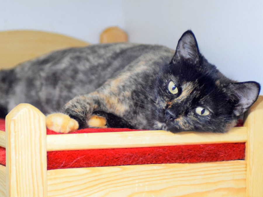 Chat dans sa Room privée au Petzy Hôtel Casablanca