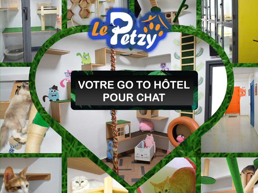 Chat dans sa Room privée au Petzy Hôtel Casablanca
