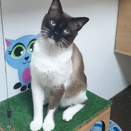Chats jouant dans la Playroom du Petzy Hôtel Casablanca