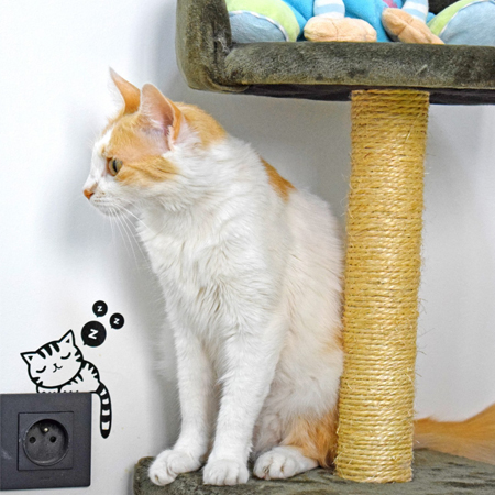 Chats jouant dans la Playroom du Petzy Hôtel Casablanca