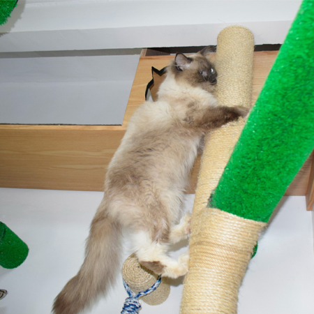 Chats jouant dans la Playroom du Petzy Hôtel Casablanca